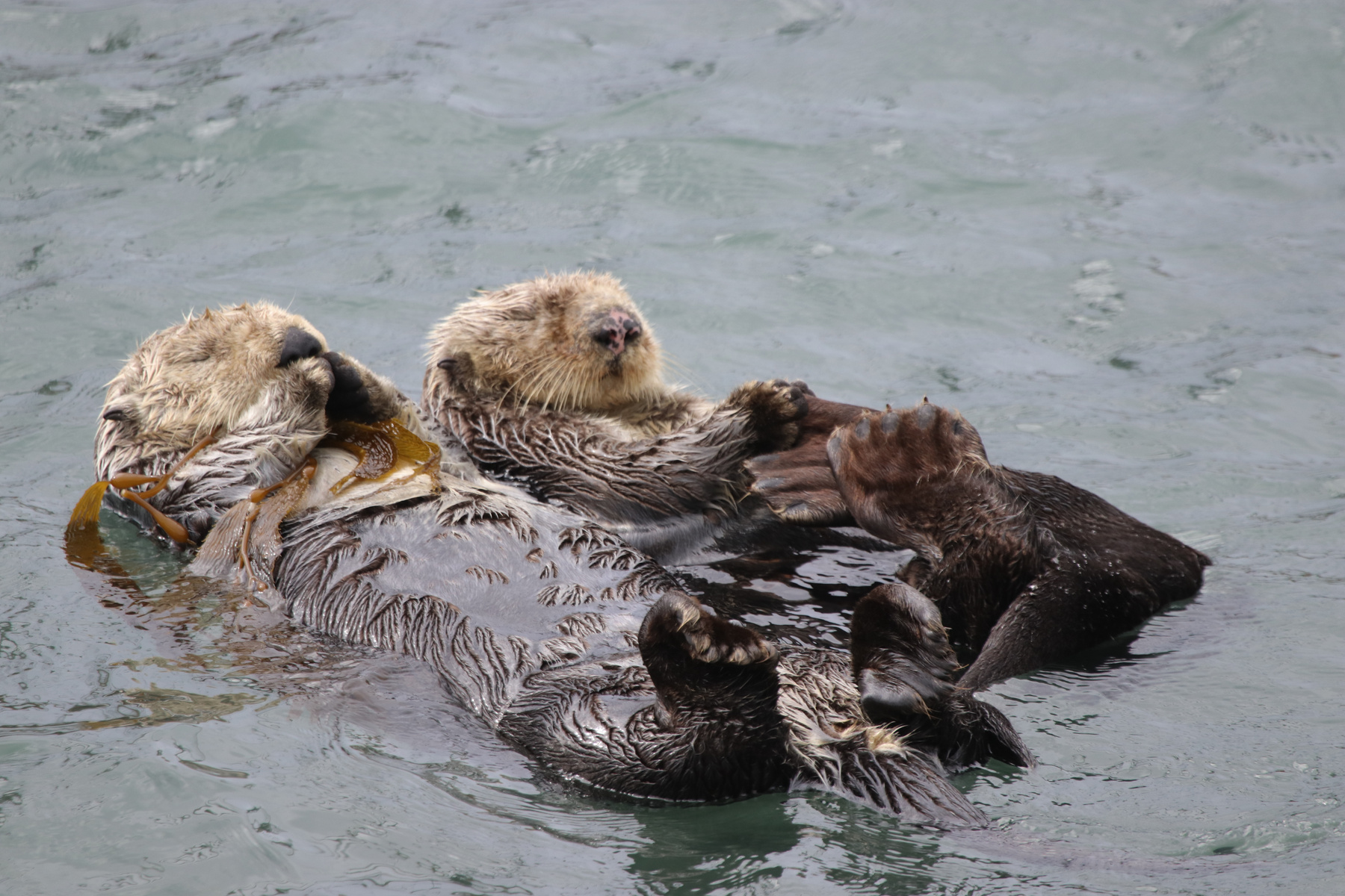 Sea Otters