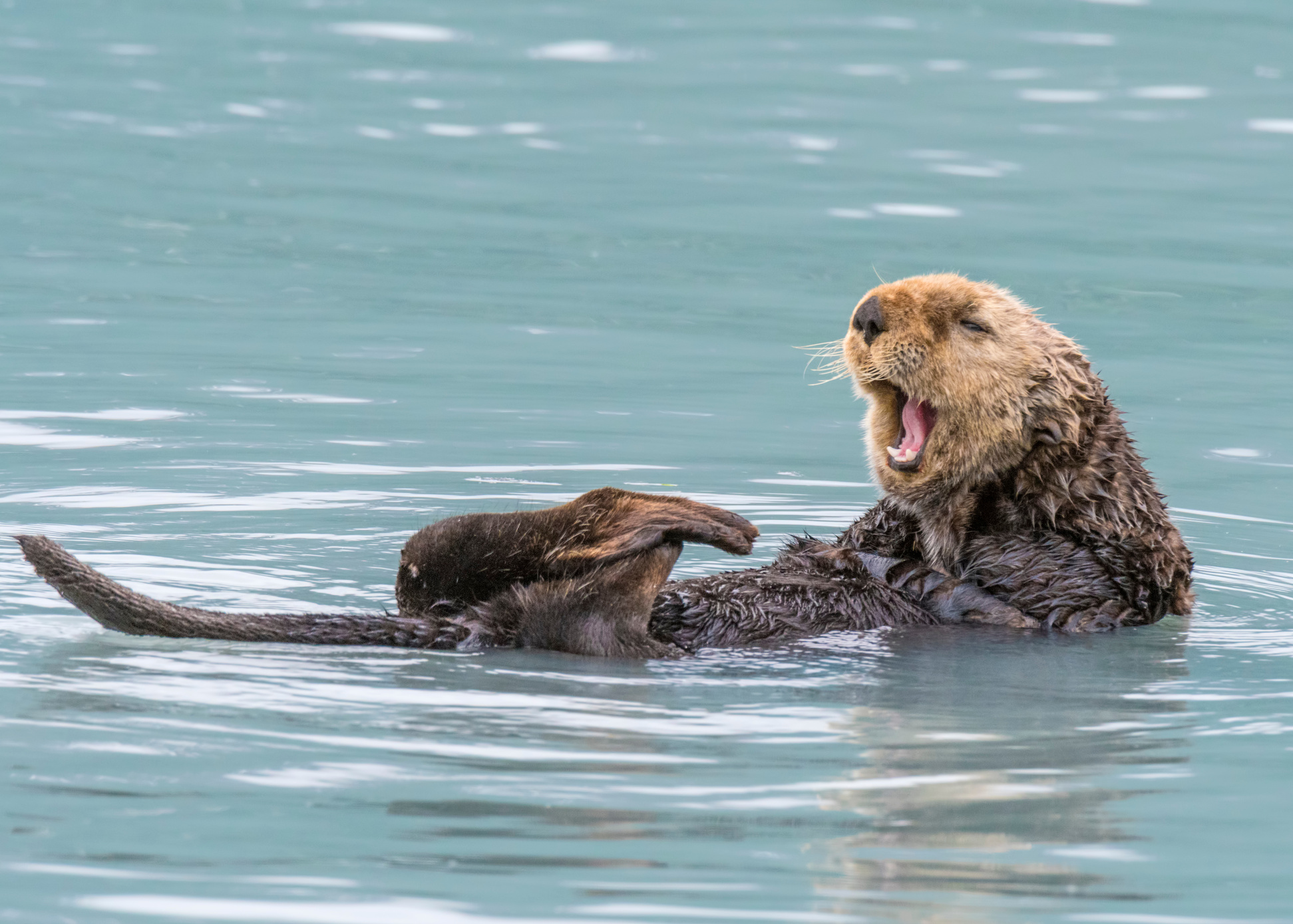 Sea Otter